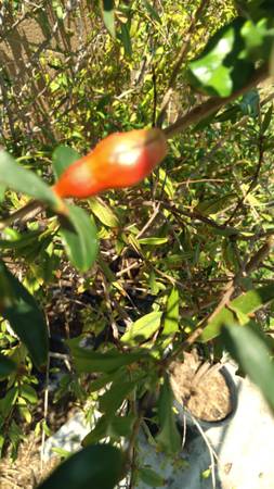 Pomegranate Fruit Trees  ----------------  plants tree shrub / shrubs - $50 (N.Hollywood)63471429067523123