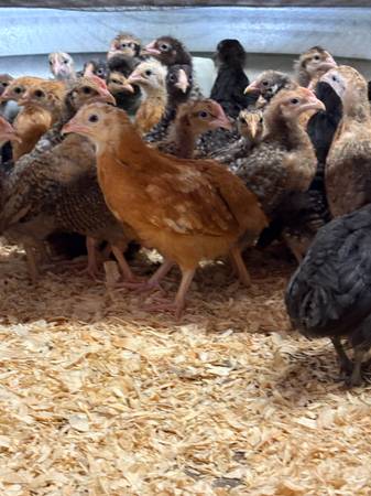 Chicks 5-6 weeks old 1