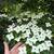 Chinese Dogwood 1 thumbnail