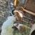 Rabbits all different breeds  lion head ,dwarf,rex and lop 11 thumbnail