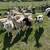 Lambs for sale 5 thumbnail
