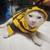 Rehoming cat 4 thumbnail