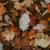 DISCOUNT LEAF CLEAN UP 1 thumbnail