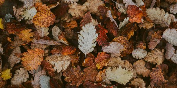 DISCOUNT LEAF CLEAN UP 1