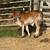 Brahma 4 thumbnail