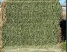 Alfalfa Hay 1