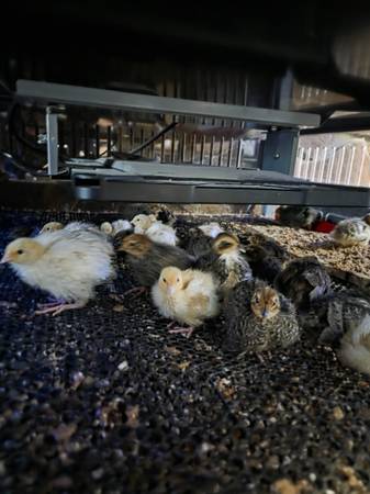 Quail (Kingsport)64144072848769123