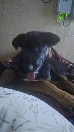 Free puppy 1