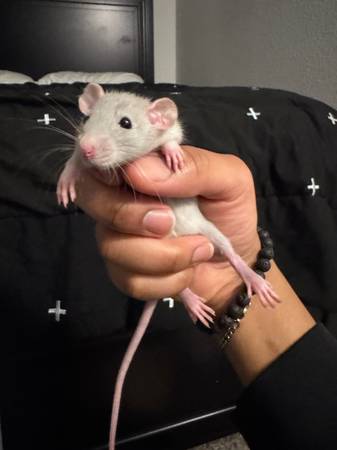 Pet rats (Killeen)572672245152491521