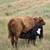 Luna!! 1 year old "uniquely marked" galloway belted heifer 4 thumbnail