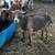 Nigerian Dwarf Does 2 thumbnail