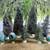 Bottle Brush Tree Lot 9 thumbnail