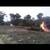 Free cedar clearing 3 thumbnail