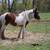 2yo Gypsy Vanner Filly 3 thumbnail