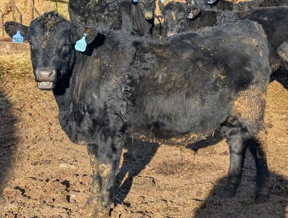 Schweitzer Tiber Angus Bulls for sale 1