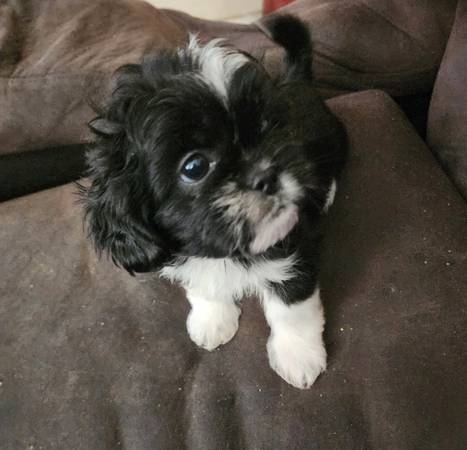 CACHORROS SHIH TZU - Reubicación (Nueva Orleans)63904507364867120