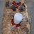 Quail chicks 11 thumbnail