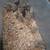 Quail chicks 6 thumbnail