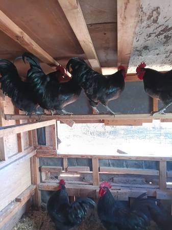 Roosters 1