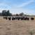 Delivery Available-Commercial Angus Bulls for Sale 1 thumbnail