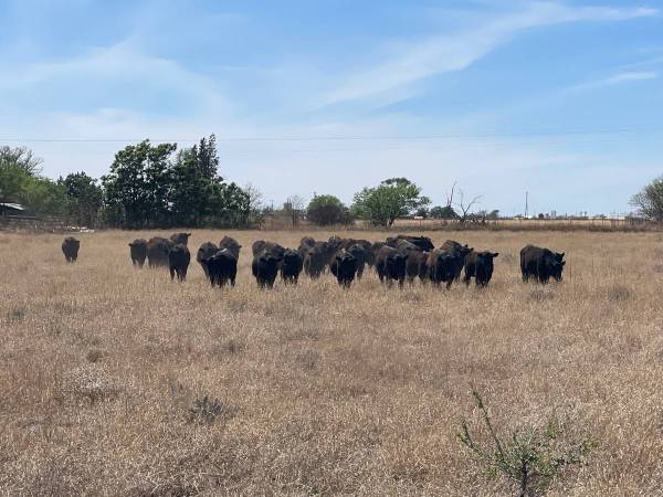 Delivery Available-Commercial Angus Bulls for Sale 1
