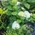 Hydrangea paniculata 2 thumbnail