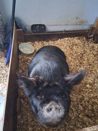 Cerdo kune kune de 1 año (Hamburgo)63280438990467121