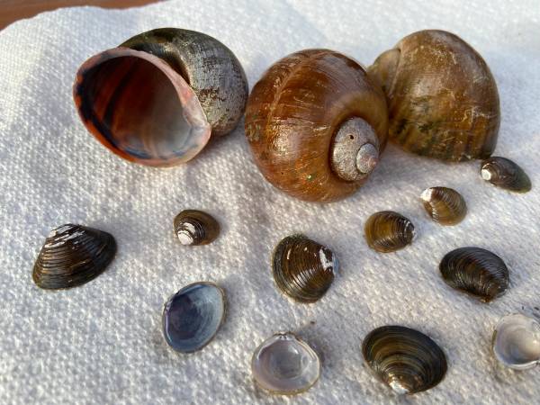 River Shells (or best offer) 1