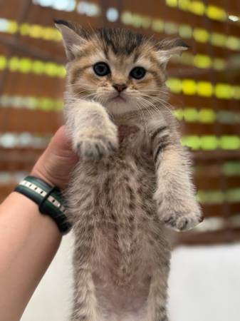 Female kittens rehoming (Everett)63885716869633120