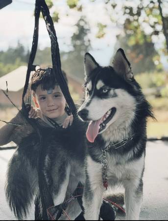 1yr old Husky