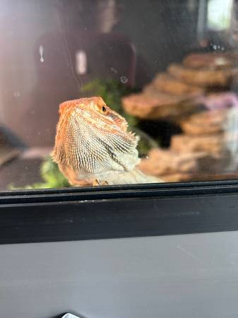 Bearded dragon 1