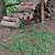 FIREWOOD PRESS RELEASE: The Firewood Club’s Fall Firewood Sale 1 thumbnail