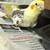 Female pied cockatiel 3 thumbnail
