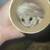 Micro Squirrels (African Pygmy Dormouse) 9 thumbnail