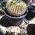 24 Inch Diameter Golden Barrel Cactus - Echinocactus grusonii 2 thumbnail