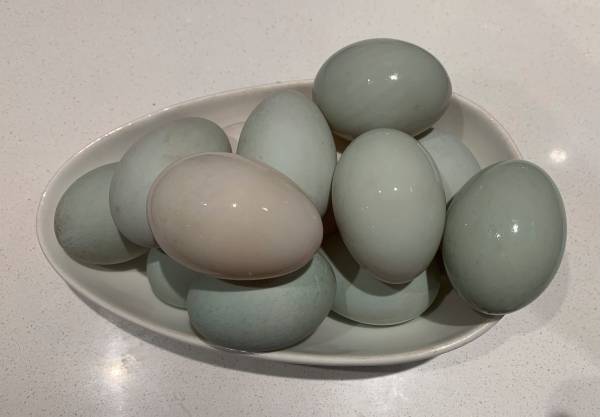 Duck eggs 1