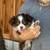 Mini-Mini Australian Shepherd Pups 4 thumbnail