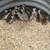Guinea keets 3 thumbnail