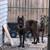 Cane corso 13 thumbnail