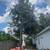 Tree removal wanted 3 thumbnail