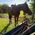 Thoroughbred gelding 4 thumbnail