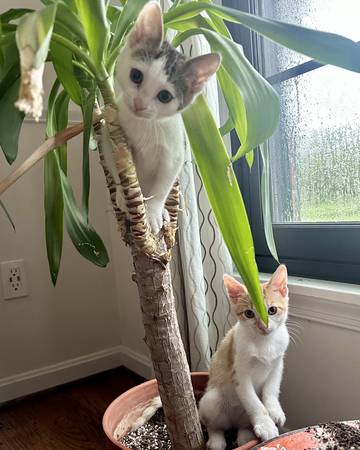 Three Tiny Treasures Seek Forever Home: White/Calico/Orange Kittens (Bel Air)64002389180161120