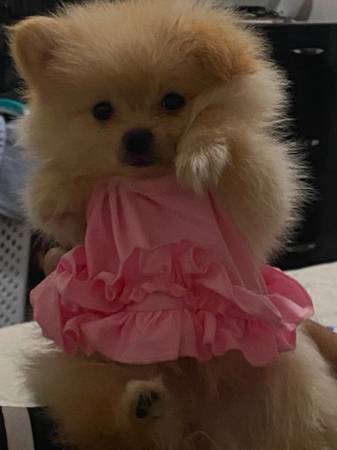 Cachorros de Pomerania juguete (Oceanside)