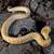 Hypo Burmese Python 4 thumbnail