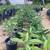 Plumeria 7 thumbnail