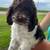 Cockapoo 1 thumbnail