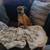 8 month old Red healer mix 2 thumbnail