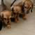 BEAUTIFUL DACHSHUND 3 thumbnail