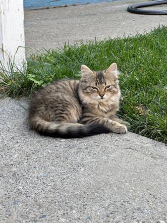 rehoming 2 kittens (wenatchee)63761970823809121