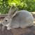Rex rabbit doe 1 thumbnail